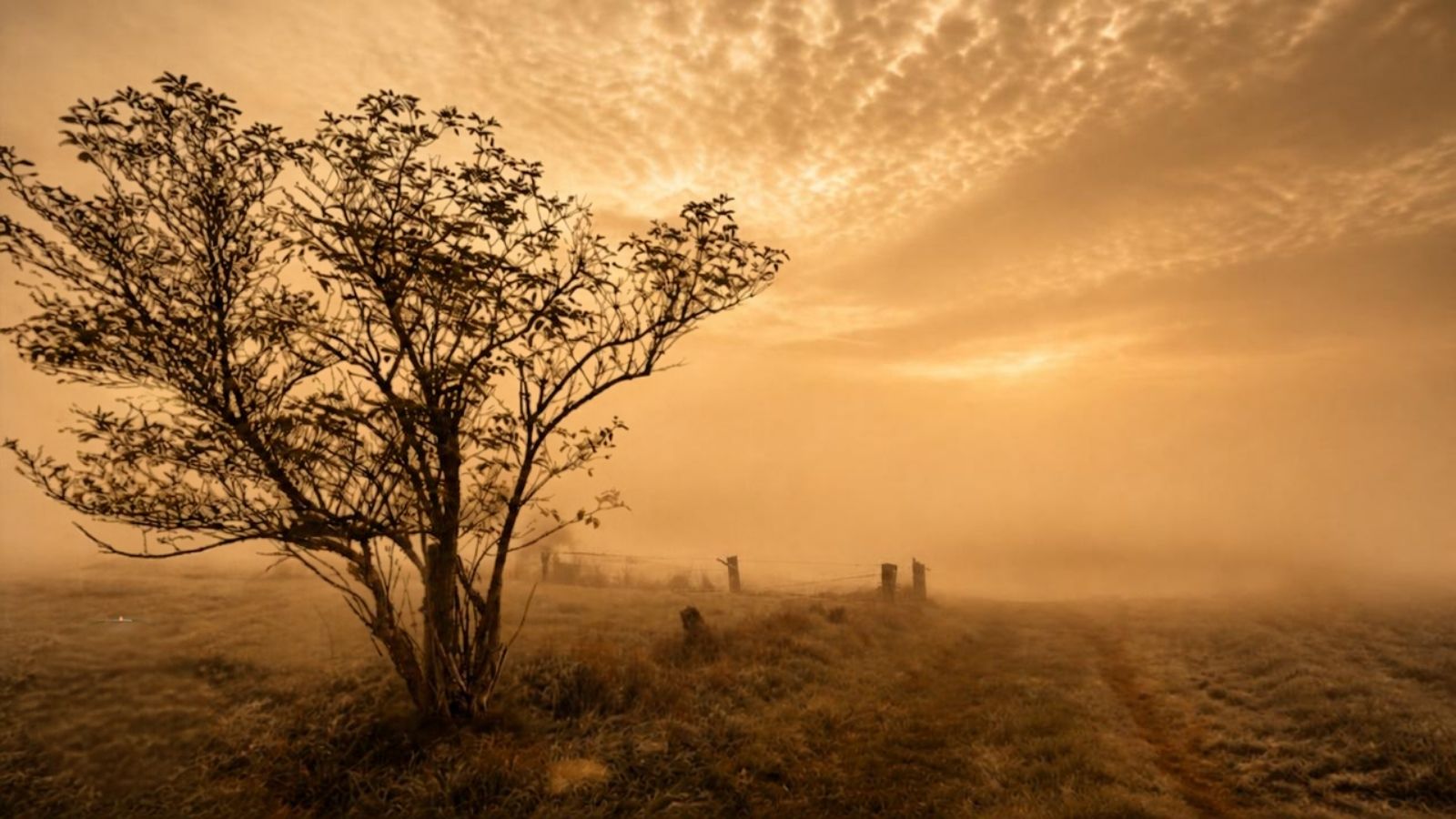 Einzelner Baum im goldenen Herbstnebel auf einer Wiese